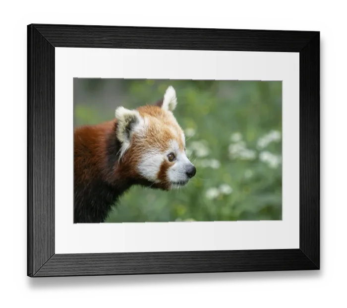 Framed Print : Red panda (Ailurus fulgens) on the tree Framed Print : Red panda (Ailurus fulgens) on the tree