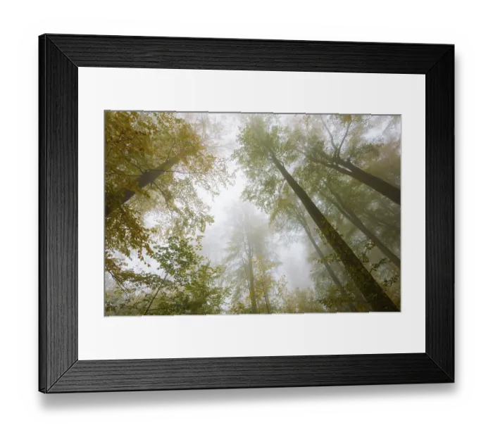 Framed Print : Autumn colours, trees in the fog