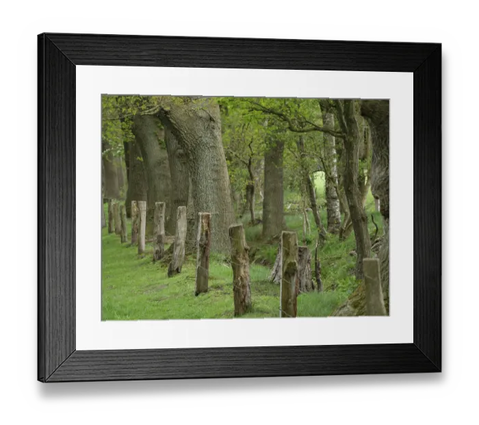 Framed Print : An old wooden fence runs along a row of large trees in the forest Framed Print : An old wooden fence runs along a row of large trees in the forest