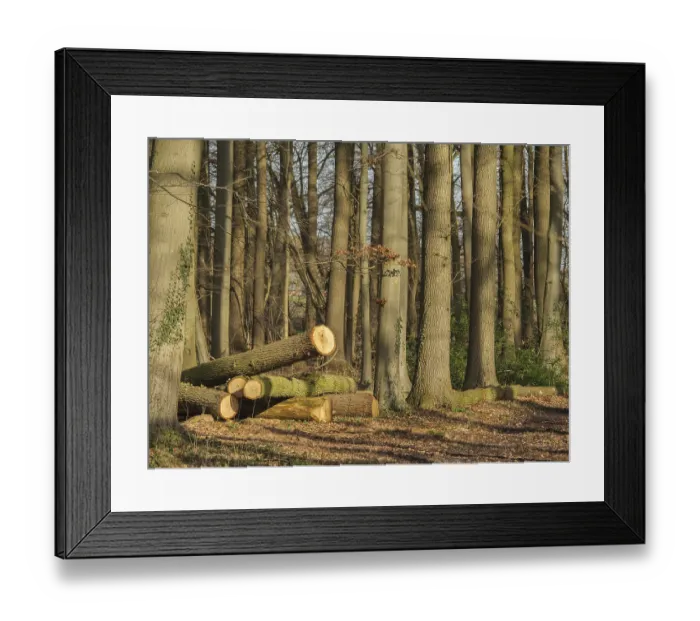 Framed Print : Felled tree trunks lying on the forest floor between tall tree trunks in the sunlight Framed Print : Felled tree trunks lying on the forest floor between tall tree trunks in the sunlight