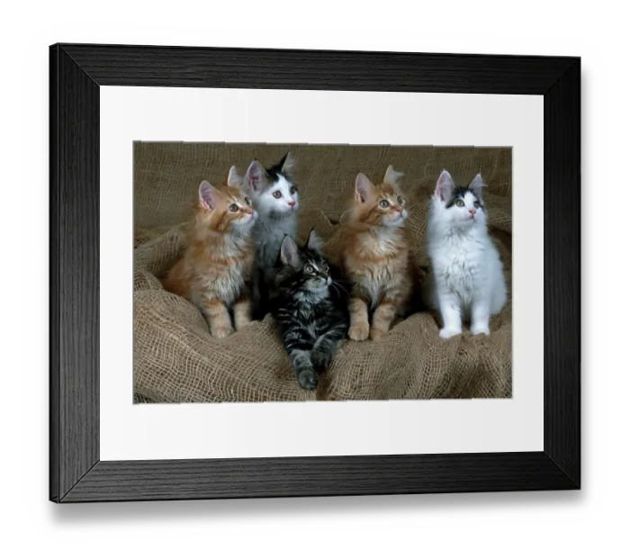 Framed Print : Maine Coon cat litter, 12 weeks old