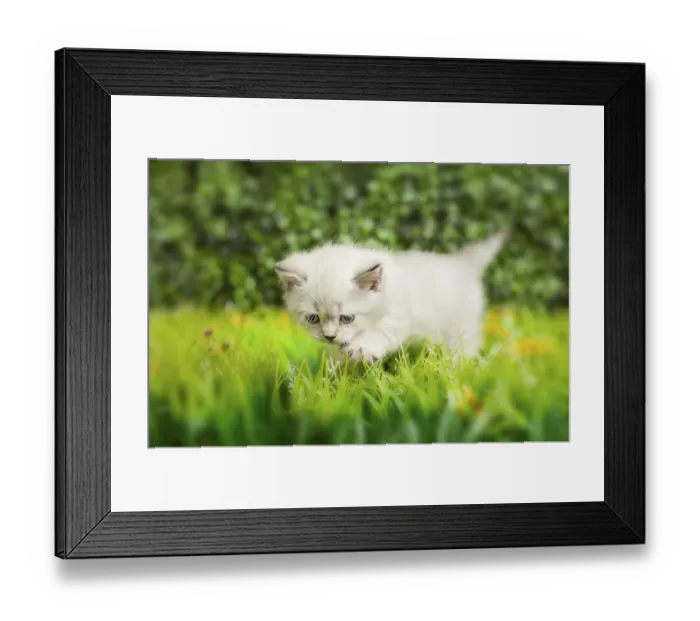 Framed Print : British Shorthair kitten with blue eyes runs on the green grass
