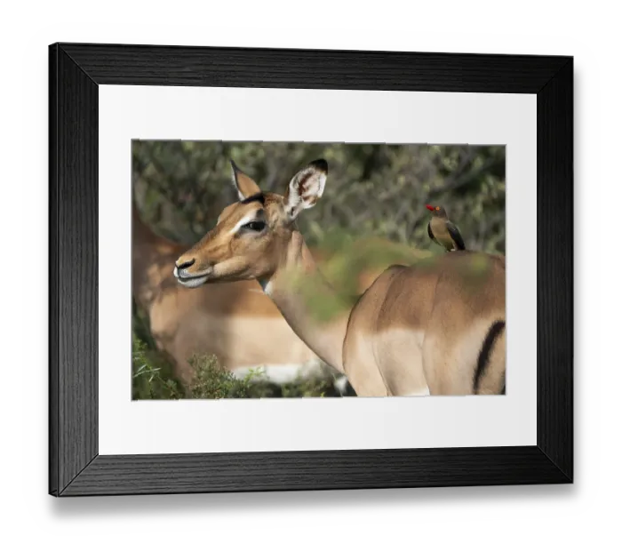 Framed Print : Oxpecker chopper on Impala, Gauteng