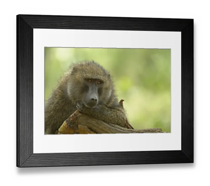 Framed Print : Olive Baboon or Anubis Baboon (Papio anubis)