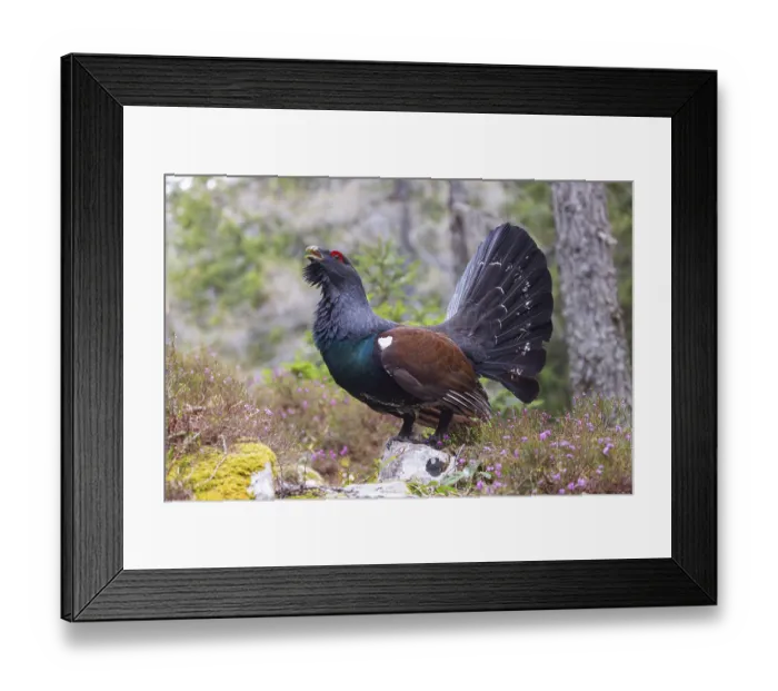 Framed Print : Capercaillie, Western Capercaillie Framed Print : Capercaillie, Western Capercaillie