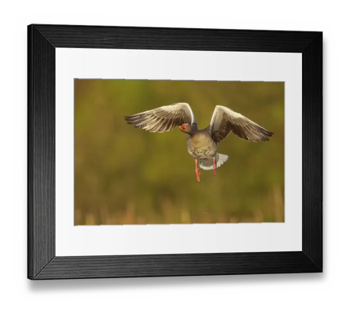 Framed Print : Greylag goose (Anser Anser), aerial view, frontal Framed Print : Greylag goose (Anser Anser), aerial view, frontal