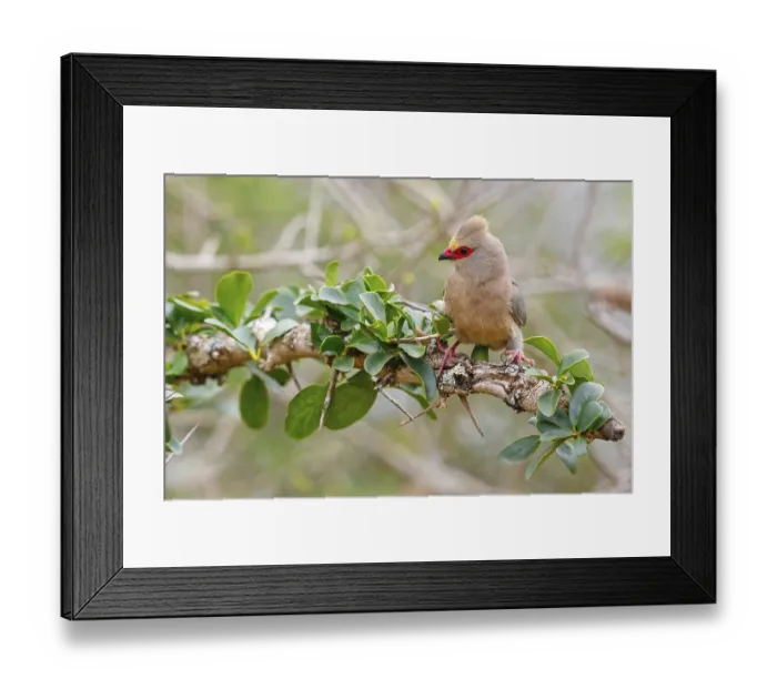 Framed Print : Red-tailed Mousebird, (Urocolius indicus)