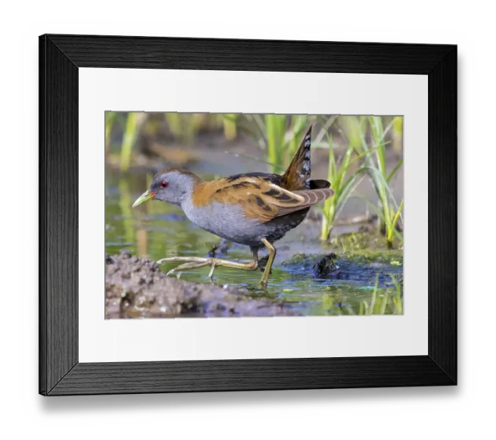 Framed Print : Little Crake, Little Crake, Small Crake