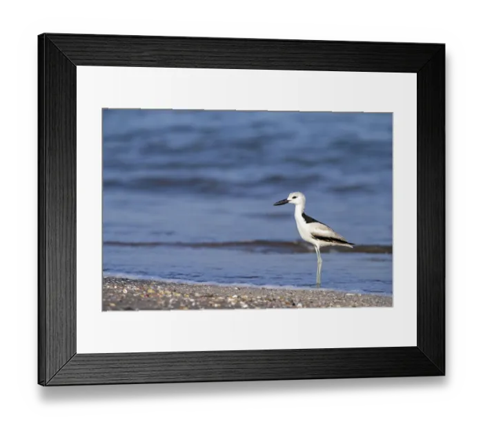 Framed Print : Heroncatcher, (Dromas ardeola) Framed Print : Heroncatcher, (Dromas ardeola)