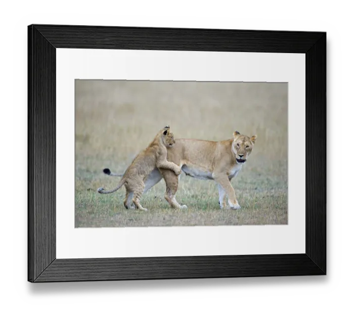 Framed Print : Lioness (Panthera leo) playing with cubs