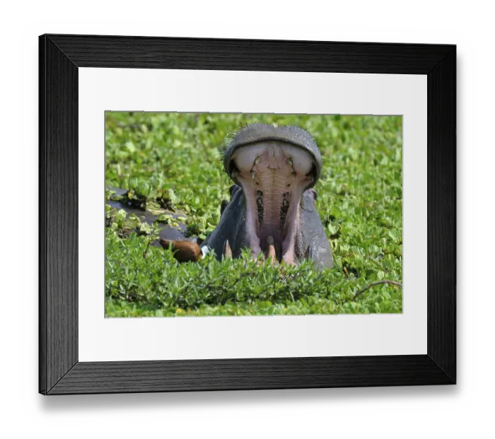 Framed Print : Hippopotamus (Hippopotamus amphibius)