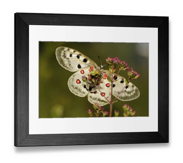 Framed Print : Mountain Apollo butterfly (Parnassius apollo)