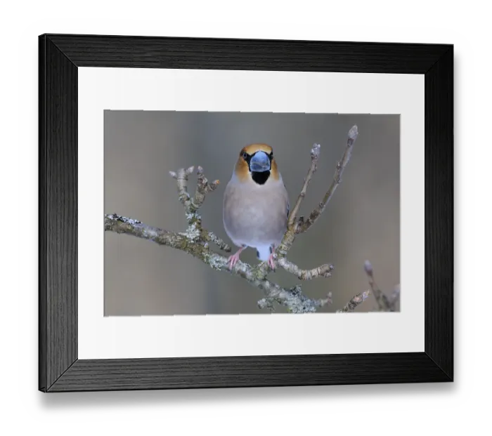 Framed Print : Hawfinch (Coccothraustes coccothraustes)