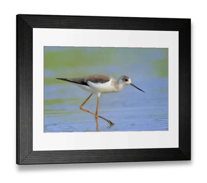 Framed Print : Black-winged Stilt, Common Stilt or Pied Stilt (Himantopus himantopus)