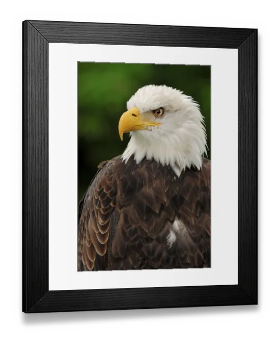 Framed Print : Bald eagle (Haliaeetus leucocephalus)