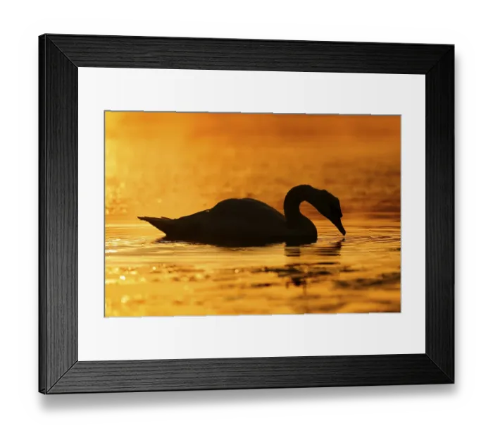 Framed Print : Mute Swan (Cygnus olor) at sunrise