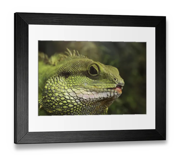 Framed Print : Green water dragon (Physignathus cocincinus)