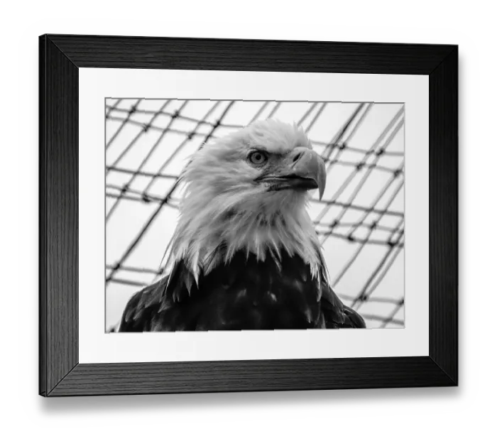 Framed Print : Eagle, Alaska