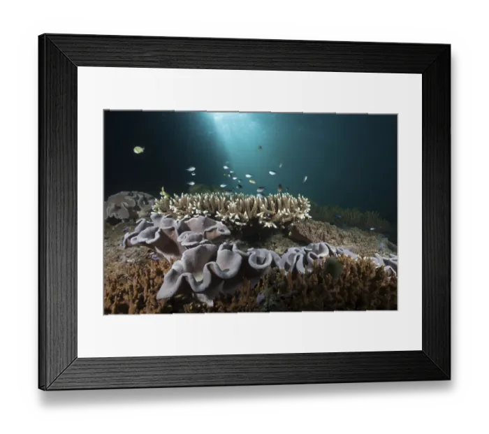 Framed Print : Coral reef with mushroom leather coral