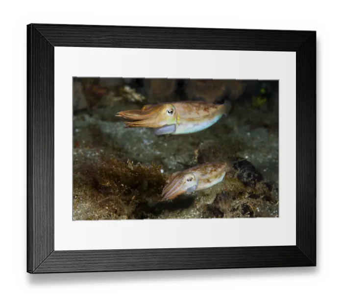 Framed Print : Cuttlefish mating dance, Sepia sp Framed Print : Cuttlefish mating dance, Sepia sp