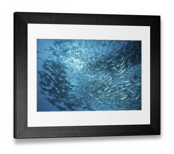 Framed Print : Shoal with black snappers and fusiliers