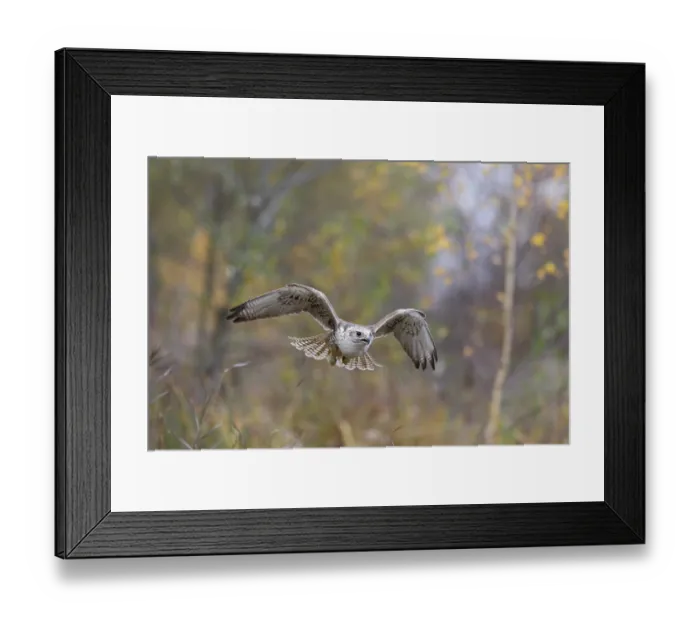 Framed Print : Sakerfalke, Wuergfalke, lat. Falco cherrug Framed Print : Sakerfalke, Wuergfalke, lat. Falco cherrug