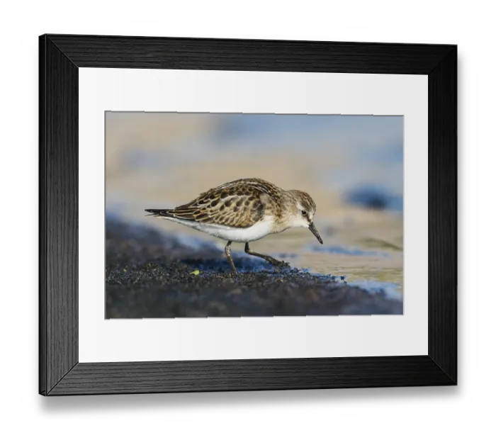 Framed Print : Little Stint (Calidris minuta) foraging