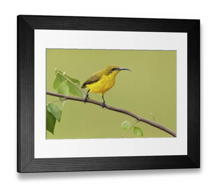 Framed Print : Olive-backed Sunbird (Cinnyris jugularis) female