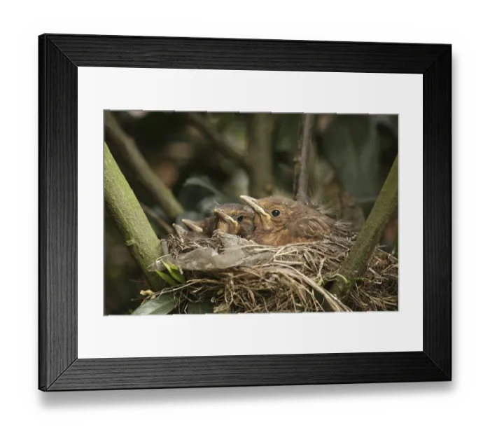 Framed Print : Common Blackbird (Turdus merula) juvenile