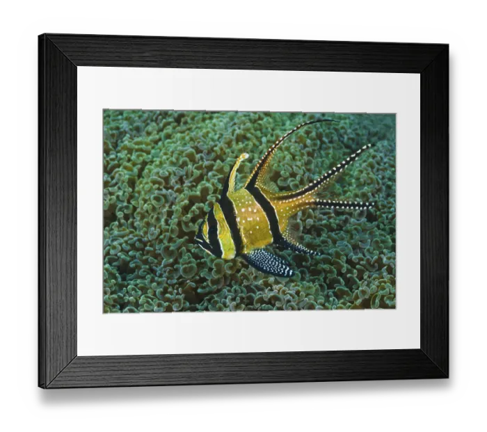 Framed Print : Banggai-Kardinalbarsch, Pterapogon kauderni Banggai Cardinal Fish