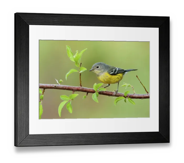 Framed Print : Magnolia Warbler (Setophaga magnolia)