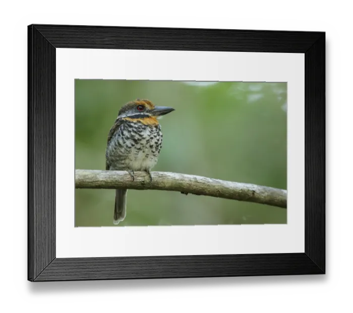 Framed Print : Spotted Puffbird (Bucco tamatia) perched on a branch in the grasslands of Guyana Framed Print : Spotted Puffbird (Bucco tamatia) perched on a branch in the grasslands of Guyana