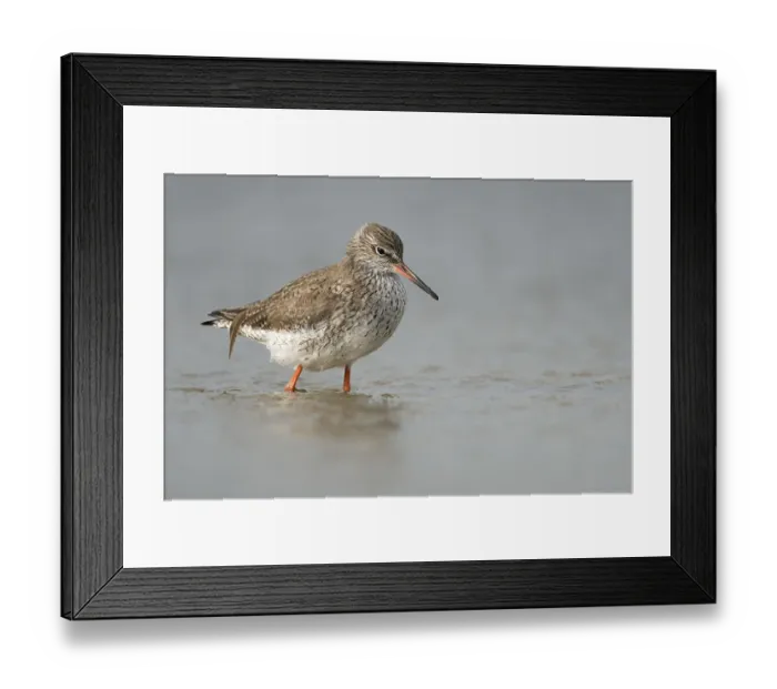 Framed Print : Common Redshank (Tringa totanus) walking in shallow water Framed Print : Common Redshank (Tringa totanus) walking in shallow water