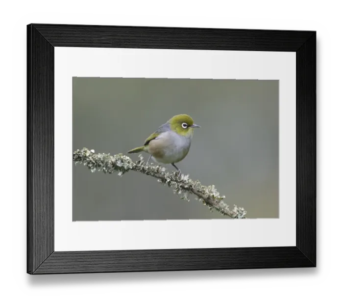 Framed Print : Silvereye (Zosterops lateralis) perched on a branch Framed Print : Silvereye (Zosterops lateralis) perched on a branch