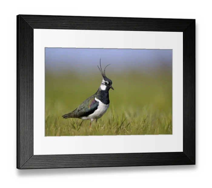 Framed Print : Northern lapwing (Vanellus vanellus) Framed Print : Northern lapwing (Vanellus vanellus)