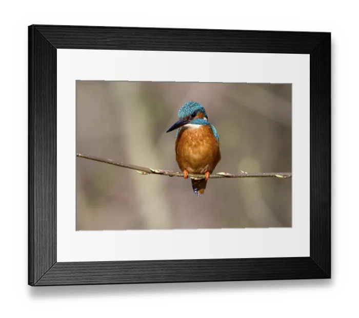 Framed Print : Common kingfisher (Alcedo atthis)