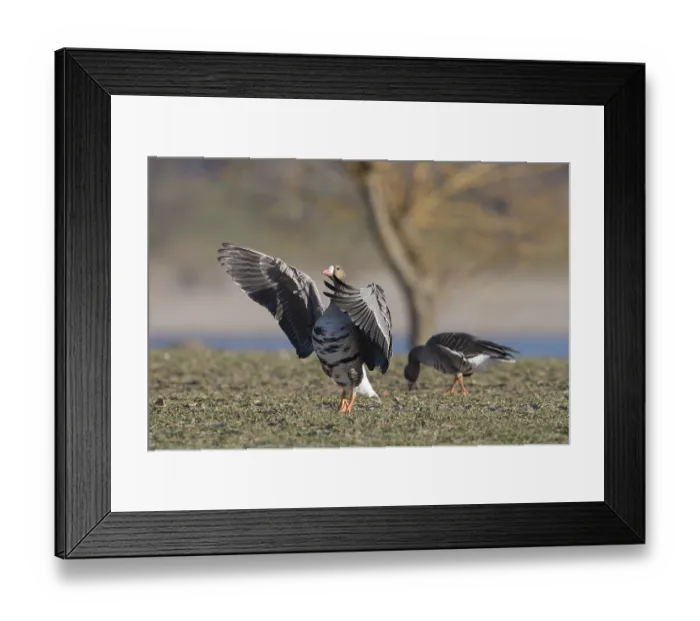 Framed Print : Greater white-fronted goose (Anser albifrons)