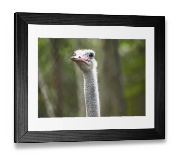 Framed Print : Common Ostrich (Struthio camelus)