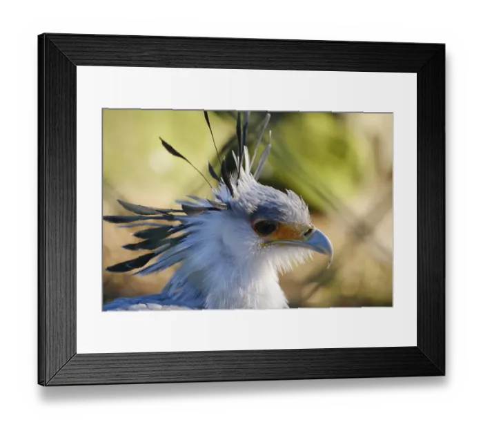 Framed Print : Secretary bird (Sagittarius serpentarius)