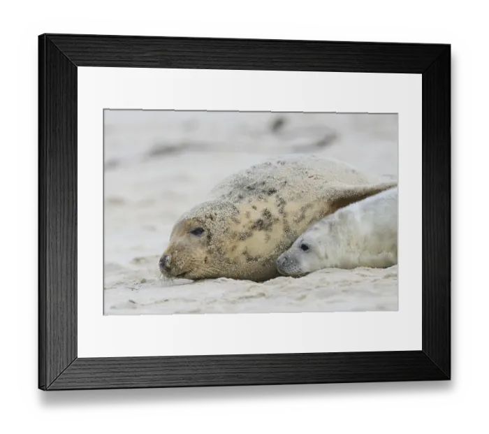 Framed Print : Grey Seals (Halichoerus grypus) Framed Print : Grey Seals (Halichoerus grypus)