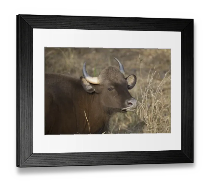 Framed Print : Gaur (Bos gaurus), adult female