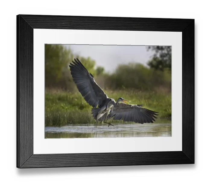 Framed Print : Grey Heron (Ardea cinerea), adult