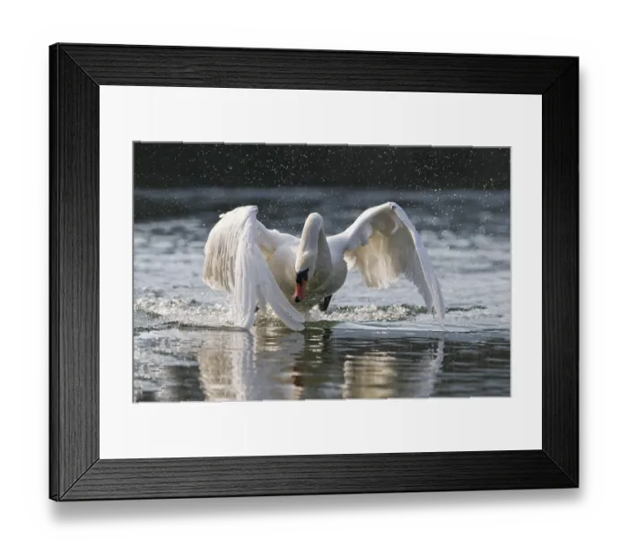 Framed Print : Mute Swan (Cygnus olor), attacking male