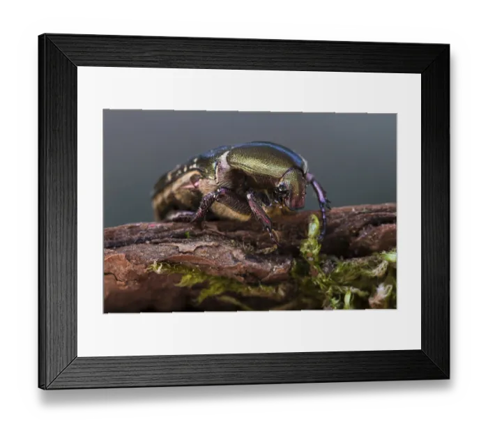 Framed Print : Rose Chafer (Cetonia aurata) Framed Print : Rose Chafer (Cetonia aurata)