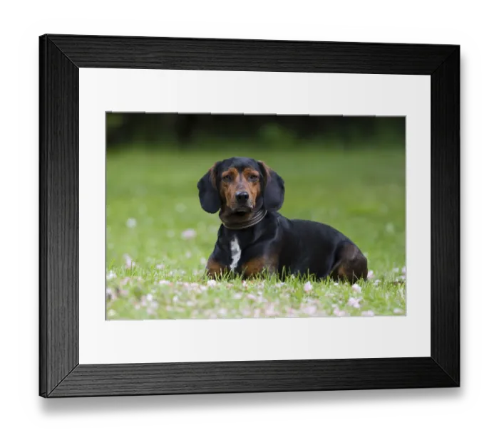 Framed Print : Tyrolean hound or Tiroler Bracke