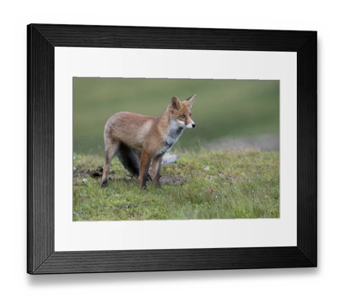 Framed Print : Red Fox (Vulpes vulpes) standing on an alpine meadow