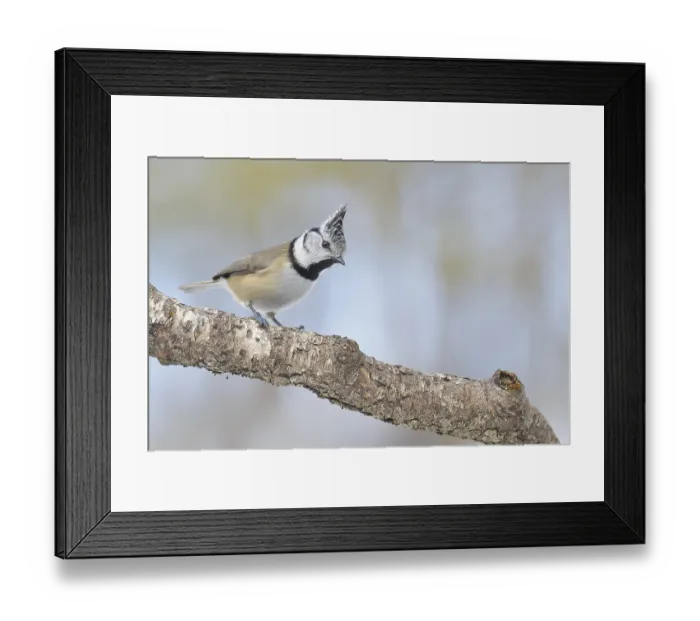 Framed Print : Crested tit (Lophophanes cristatus) on branch