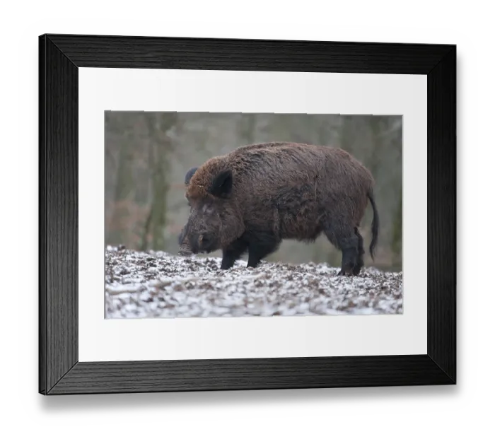 Framed Print : Wild Boar (Sus scrofa), boar with winter coat