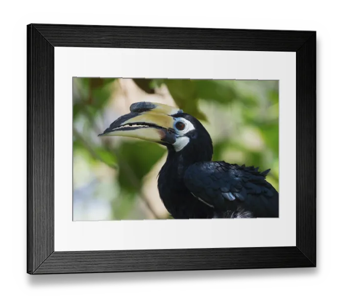 Framed Print : Southern Pied-Hornbill (Anthracoceros convexus)