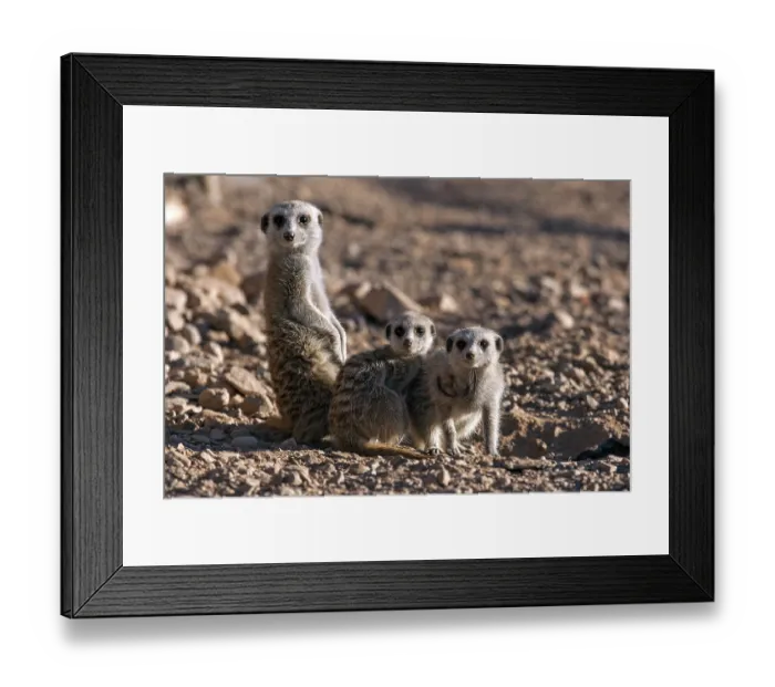 Framed Print : Meerkats (Suricata suricatta), Namibia, Africa Framed Print : Meerkats (Suricata suricatta), Namibia, Africa